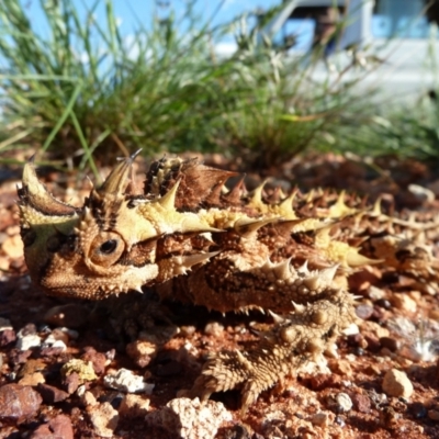 Moloch horridus (Thorny Devil) at Petermann, NT - 3 Oct 2010 by jksmits