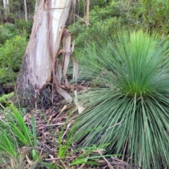 Xanthorrhoea (genus) (Grass Tree) at Katoomba, NSW - 23 Apr 2022 by trevorpreston