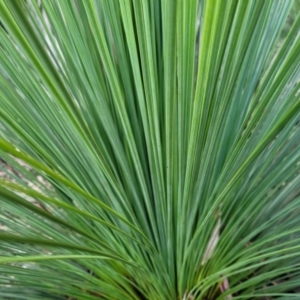 Xanthorrhoea sp. at Katoomba, NSW - 23 Apr 2022