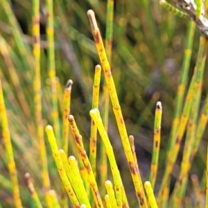 Allocasuarina distyla at Katoomba, NSW - 23 Apr 2022