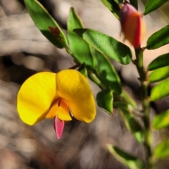 Bossiaea heterophylla (Variable Bossiaea) at Katoomba, NSW - 23 Apr 2022 by trevorpreston