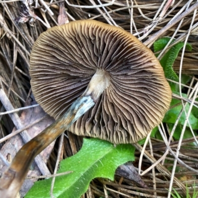 Psilocybe sp. (Psilocybe) at Namadgi National Park - 23 Apr 2022 by KMcCue