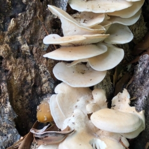 Pleurotus sp. at Cotter River, ACT - 23 Apr 2022