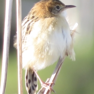 Cisticola exilis at Fyshwick, ACT - 23 Apr 2022 03:17 PM