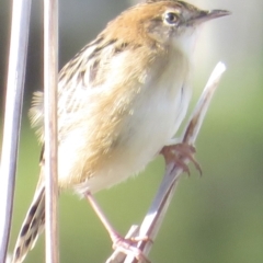 Cisticola exilis at Fyshwick, ACT - 23 Apr 2022 03:17 PM