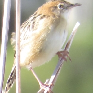 Cisticola exilis at Fyshwick, ACT - 23 Apr 2022 03:17 PM