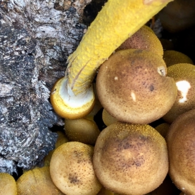 Armillaria luteobubalina (Australian Honey Fungus) at Namadgi National Park - 23 Apr 2022 by KMcCue