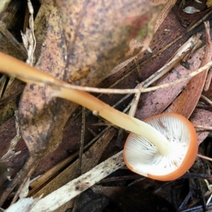 Marasmius elegans at Cotter River, ACT - 23 Apr 2022