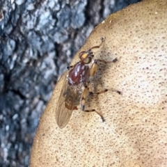 Tapeigaster sp. (genus) (Fungus fly, Heteromyzid fly) at Cotter River, ACT - 23 Apr 2022 by KMcCue