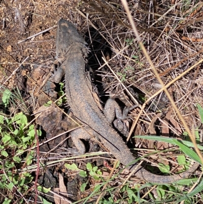 Pogona barbata (Eastern Bearded Dragon) at Hughes, ACT - 20 Apr 2022 by KL