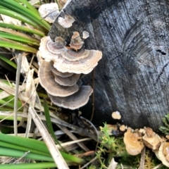 Trametes versicolor (Turkey Tail) at Namadgi National Park - 23 Apr 2022 by KMcCue