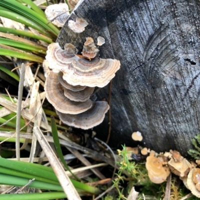 Trametes versicolor (Turkey Tail) at Cotter River, ACT - 23 Apr 2022 by KMcCue