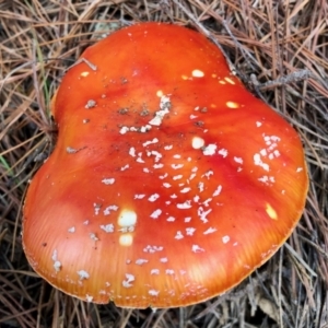 Amanita muscaria at Cotter River, ACT - 23 Apr 2022 11:26 AM