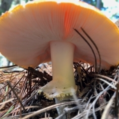 Amanita muscaria at Cotter River, ACT - 23 Apr 2022