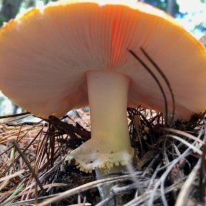 Amanita muscaria at Cotter River, ACT - 23 Apr 2022