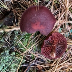 zz agaric (stem; gills not white/cream) at Cotter River, ACT - 22 Apr 2022 by KMcCue