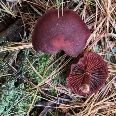 zz agaric (stem; gills not white/cream) at Namadgi National Park - 22 Apr 2022 by KMcCue