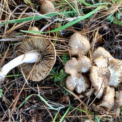 Unverified Fungus at Cotter River, ACT - 23 Apr 2022 by KMcCue