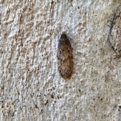 Oecophoridae (family) (Unidentified Oecophorid concealer moth) at Cotter River, ACT - 23 Apr 2022 by KMcCue