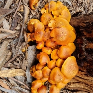 Gymnopilus junonius at Belconnen, ACT - 23 Apr 2022