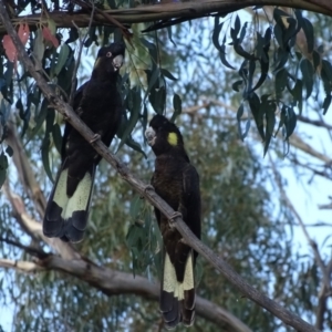 Zanda funerea at Isaacs, ACT - 23 Apr 2022