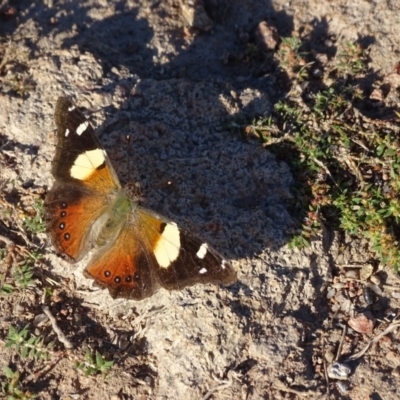 Vanessa itea (Yellow Admiral) at Isaacs Ridge - 23 Apr 2022 by Mike