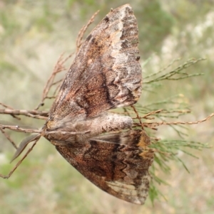 Chelepteryx collesi at Kowen, ACT - 23 Apr 2022 10:13 AM