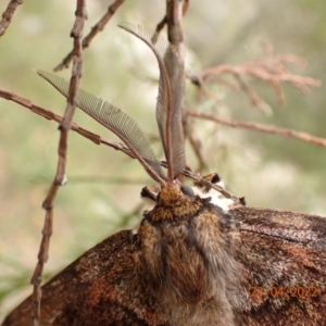 Chelepteryx collesi at Kowen, ACT - 23 Apr 2022