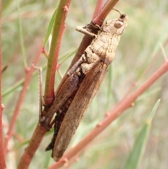 Coryphistes ruricola (Bark-mimicking Grasshopper) at Molonglo Gorge - 23 Apr 2022 by FeralGhostbat