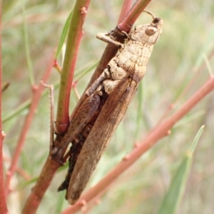 Coryphistes ruricola at Kowen, ACT - 23 Apr 2022