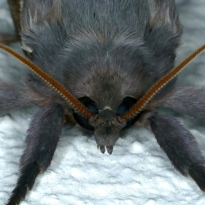 Oxycanus dirempta at Ainslie, ACT - 20 Apr 2022 11:35 PM