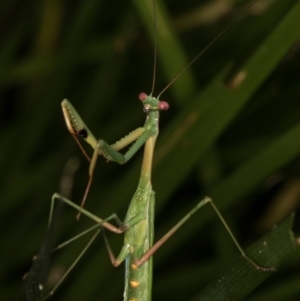 Pseudomantis albofimbriata at Melba, ACT - 14 Mar 2022