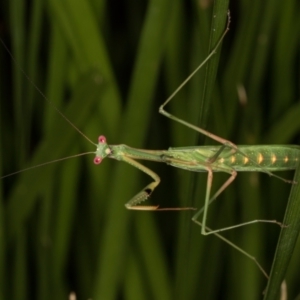 Pseudomantis albofimbriata at Melba, ACT - 14 Mar 2022