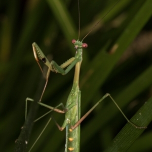 Pseudomantis albofimbriata at Melba, ACT - 14 Mar 2022