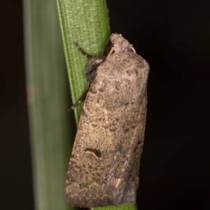 Proteuxoa hypochalchis at Melba, ACT - 14 Mar 2022 10:47 PM