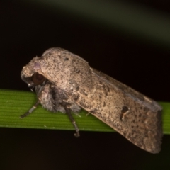 Proteuxoa hypochalchis at Melba, ACT - 14 Mar 2022 10:47 PM