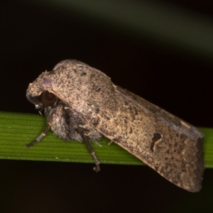 Proteuxoa hypochalchis at Melba, ACT - 14 Mar 2022 10:47 PM