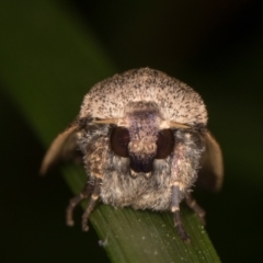 Proteuxoa hypochalchis at Melba, ACT - 14 Mar 2022 10:47 PM