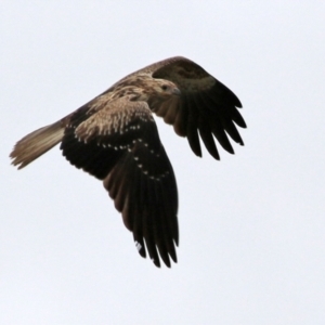 Haliastur sphenurus at Fyshwick, ACT - 22 Apr 2022