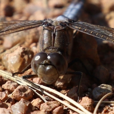 Orthetrum caledonicum (Blue Skimmer) at Fadden Hills Pond - 23 Apr 2022 by RodDeb