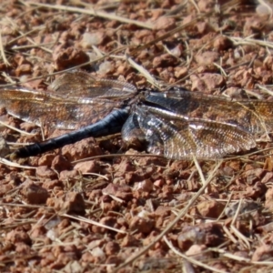 Orthetrum caledonicum at Fadden, ACT - 23 Apr 2022 01:49 PM