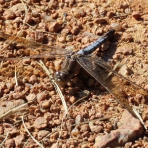 Orthetrum caledonicum at Fadden, ACT - 23 Apr 2022 01:49 PM