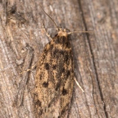 Hofmannophila pseudospretella (Brown House Moth) at Melba, ACT - 14 Mar 2022 by kasiaaus