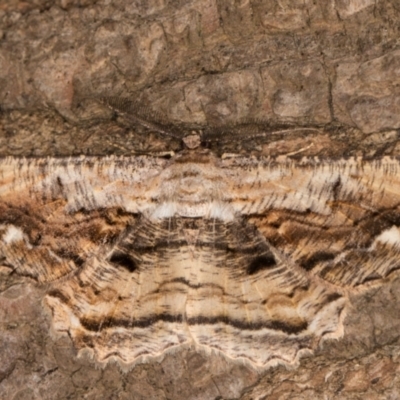 Scioglyptis lyciaria (White-patch Bark Moth) at Melba, ACT - 14 Mar 2022 by kasiaaus