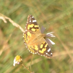 Vanessa kershawi (Australian Painted Lady) at Cotter River, ACT - 22 Apr 2022 by MatthewFrawley