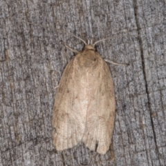 Garrha (genus) (A concealer moth) at Melba, ACT - 15 Mar 2022 by kasiaaus