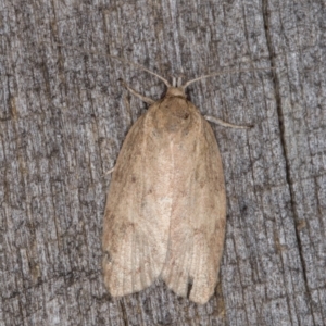 Garrha (genus) at Melba, ACT - 15 Mar 2022