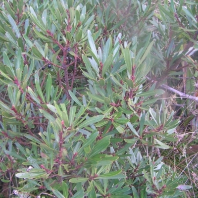 Tasmannia lanceolata (Mountain Pepper) at Cotter River, ACT - 22 Apr 2022 by MatthewFrawley