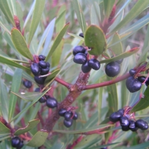 Tasmannia lanceolata at Cotter River, ACT - 23 Apr 2022 09:52 AM