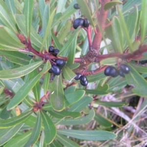 Tasmannia lanceolata at Cotter River, ACT - 23 Apr 2022 09:52 AM